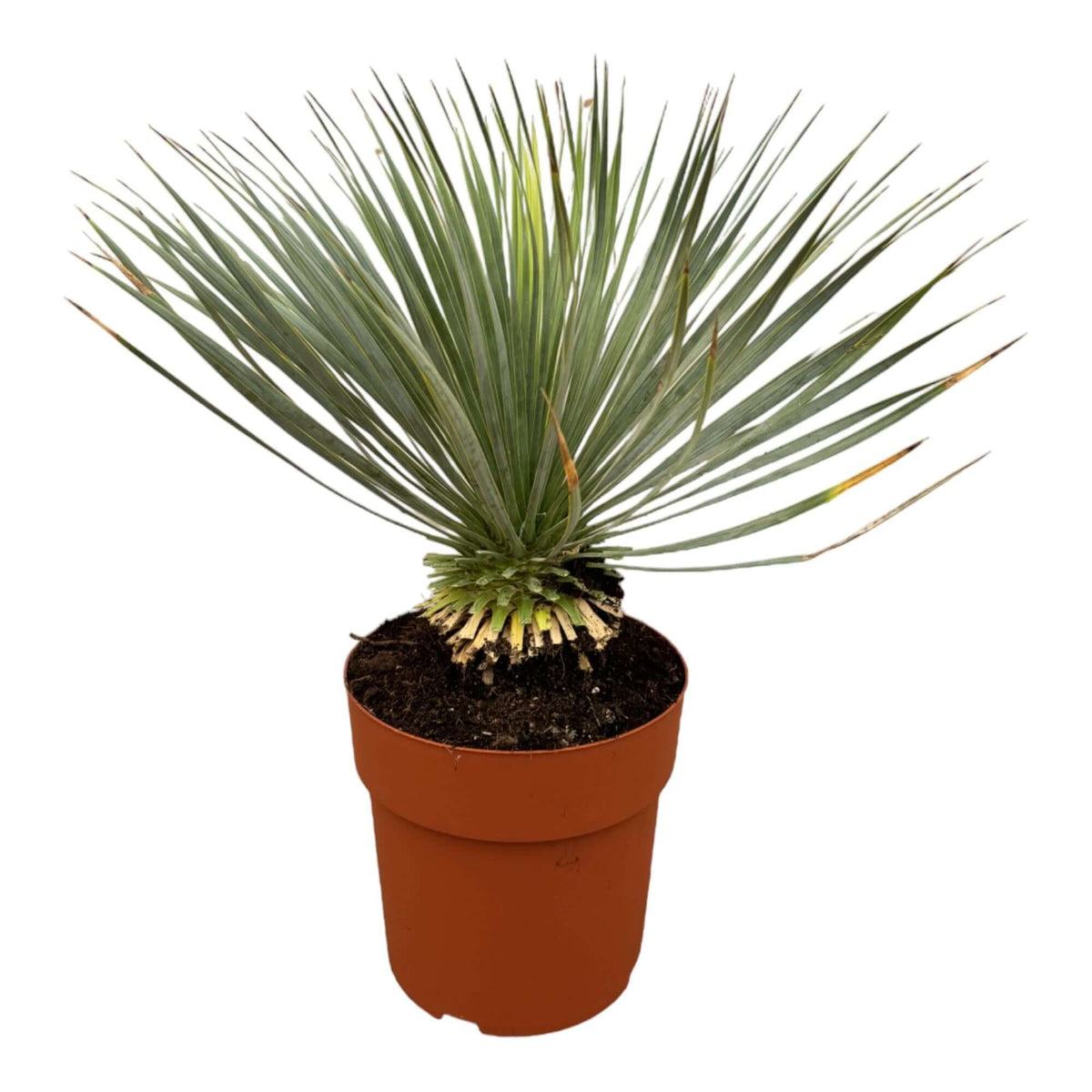 Yucca Rostrata am Stiel – 70 cm – Ø27