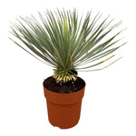 Yucca Rostrata am Stiel – 70 cm – Ø27