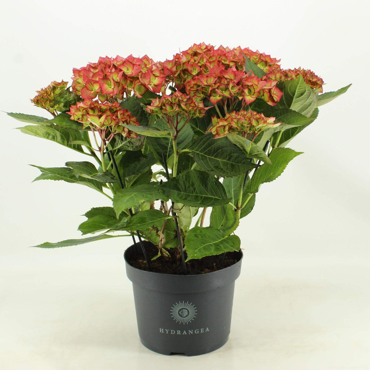 Hortensie Sweet Lips (Hortensia) – Ø23cm – ↕50cm