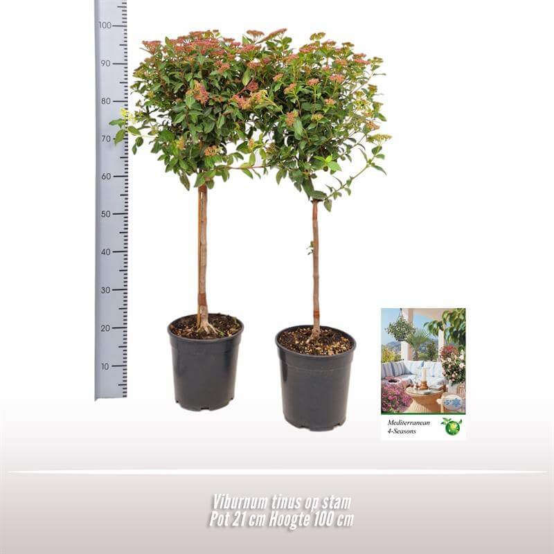 Viburnum Tinus Op Stam - Ø21cm - ↕100cm