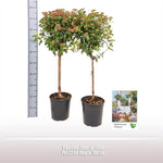 Viburnum Tinus Op Stam - Ø21cm - ↕100cm