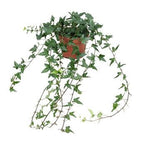 Hedera Helix Shamrock - Medium Long - Ø13cm - ↕cm