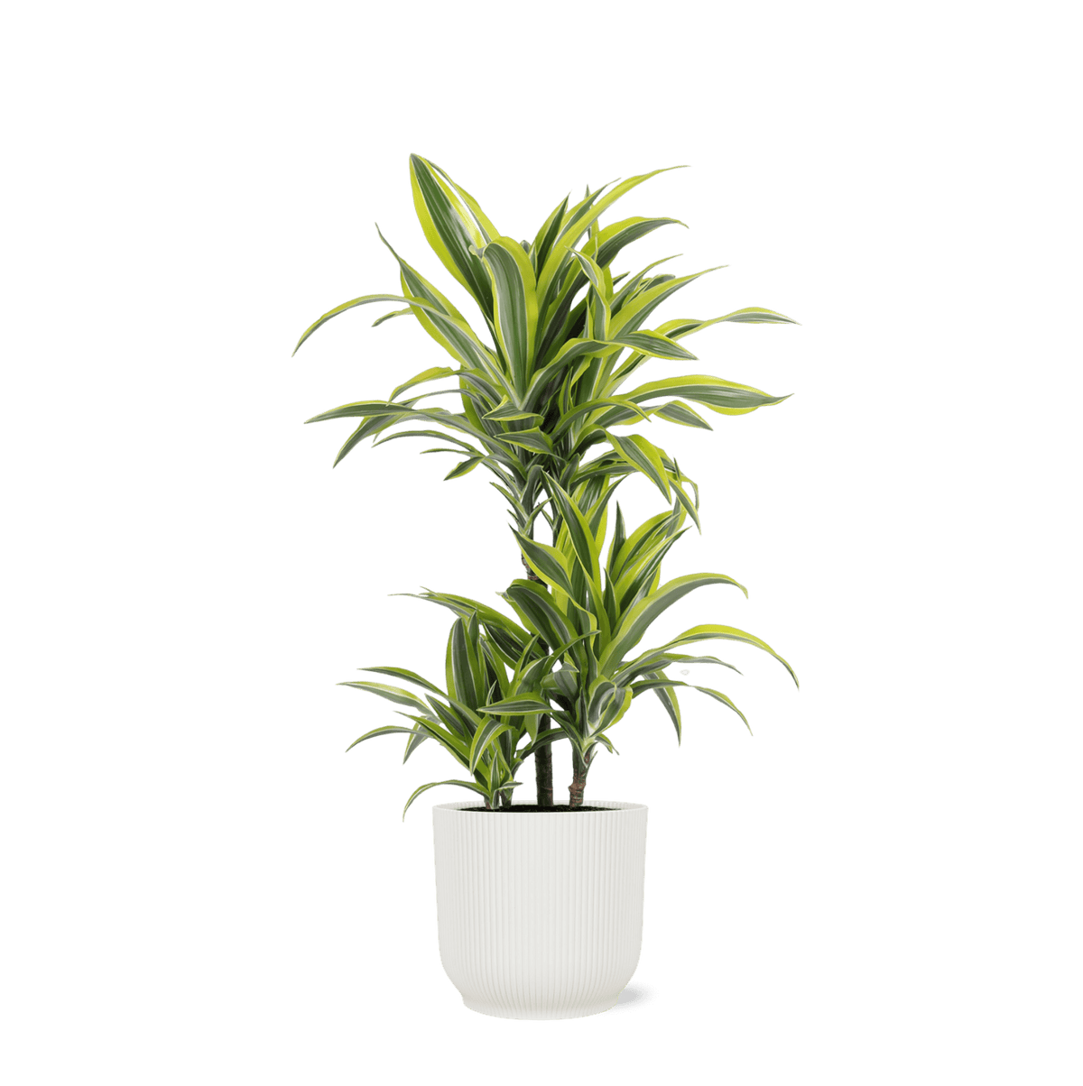 Dracaena Lemon Lime Ø21cm - ↕65cm