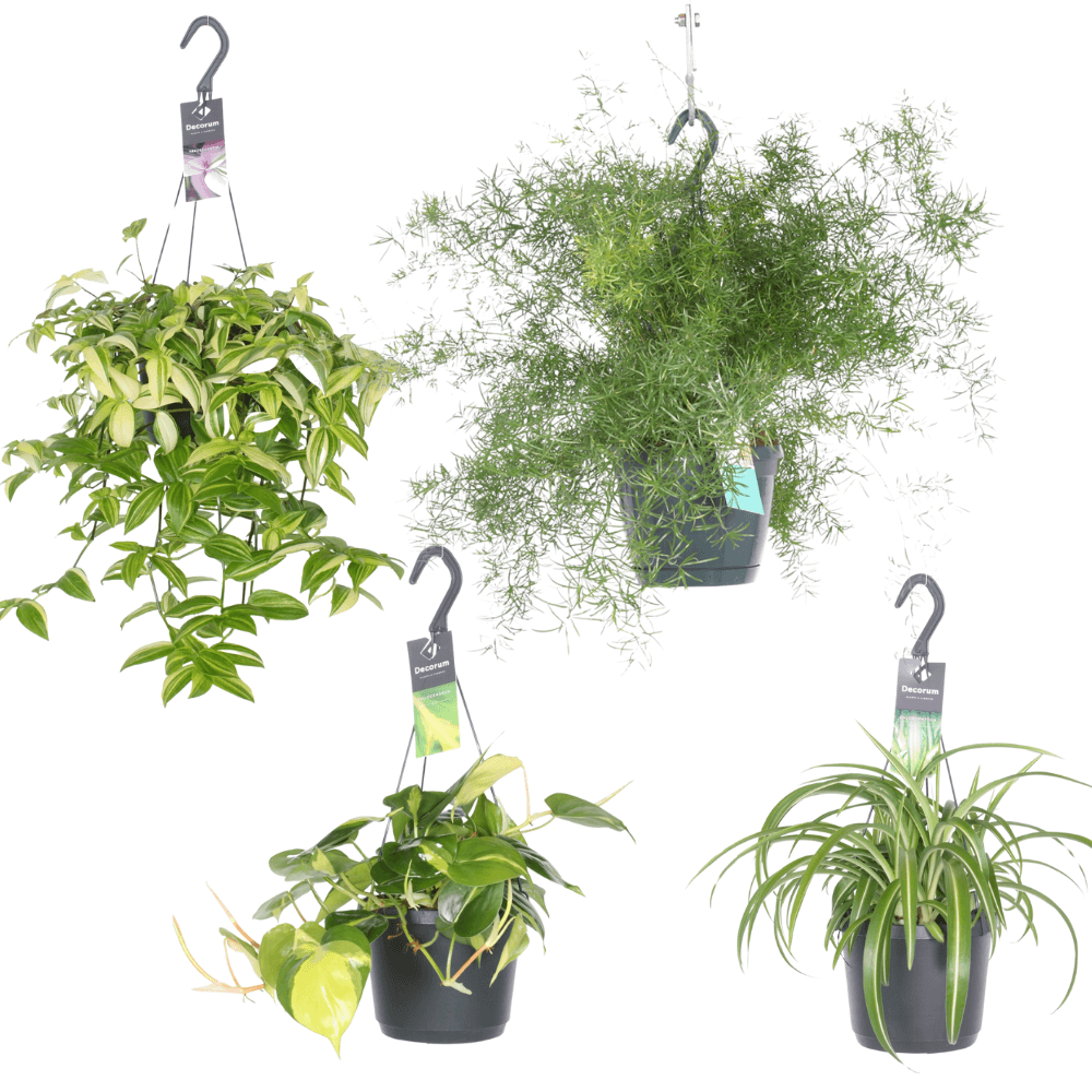 Kamerplanten Mix Hangende Oases - 4 stuks - Ø17cm - ↕35-40cm