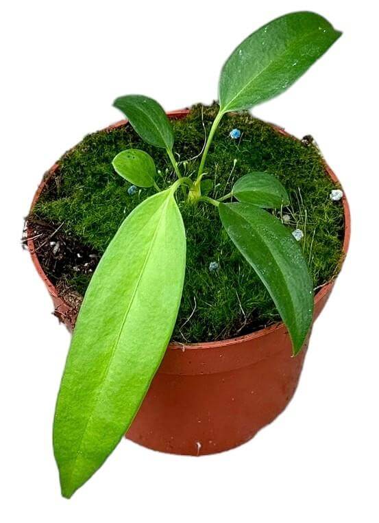 Anthurium Wendlingeri - Ø10.5cm - ↕15cm