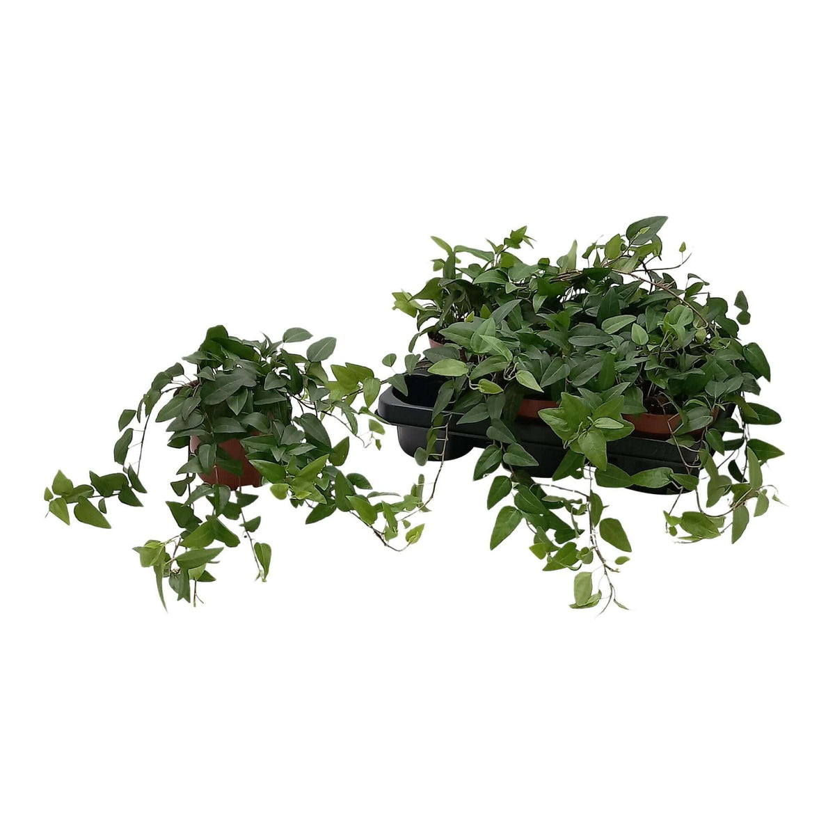 Hedera Helix 'Lingusta' - Ø13cm - ↕cm