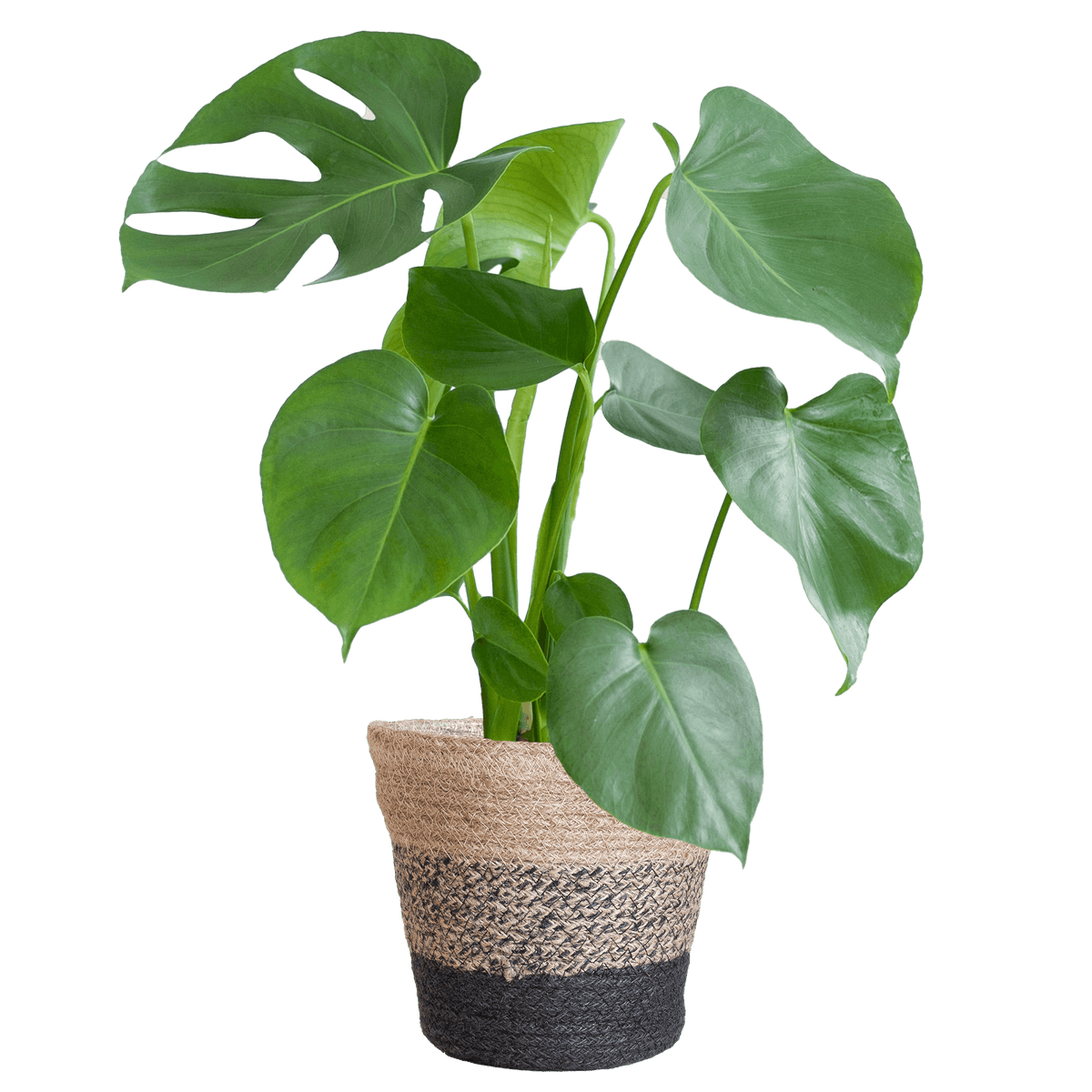 Monstera Deliciosa met Lissabon mand zwart- 50cm - Ø17