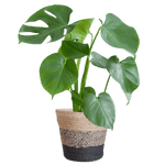 Monstera Deliciosa met Lissabon mand zwart- 50cm - Ø17