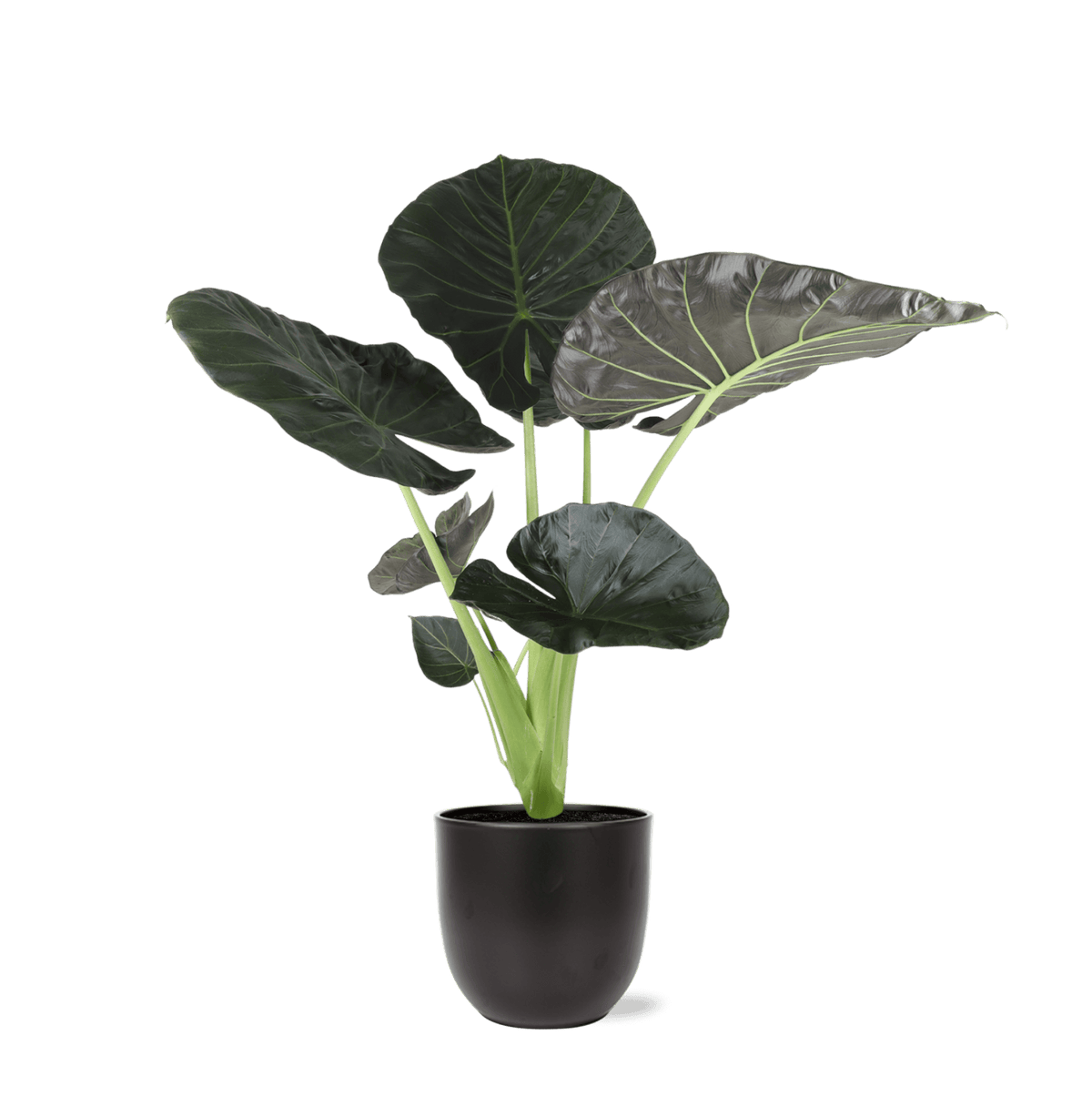 Alocasia Regal Shield Ø21cm - ↕100cm in Boule ANTRACIET pot