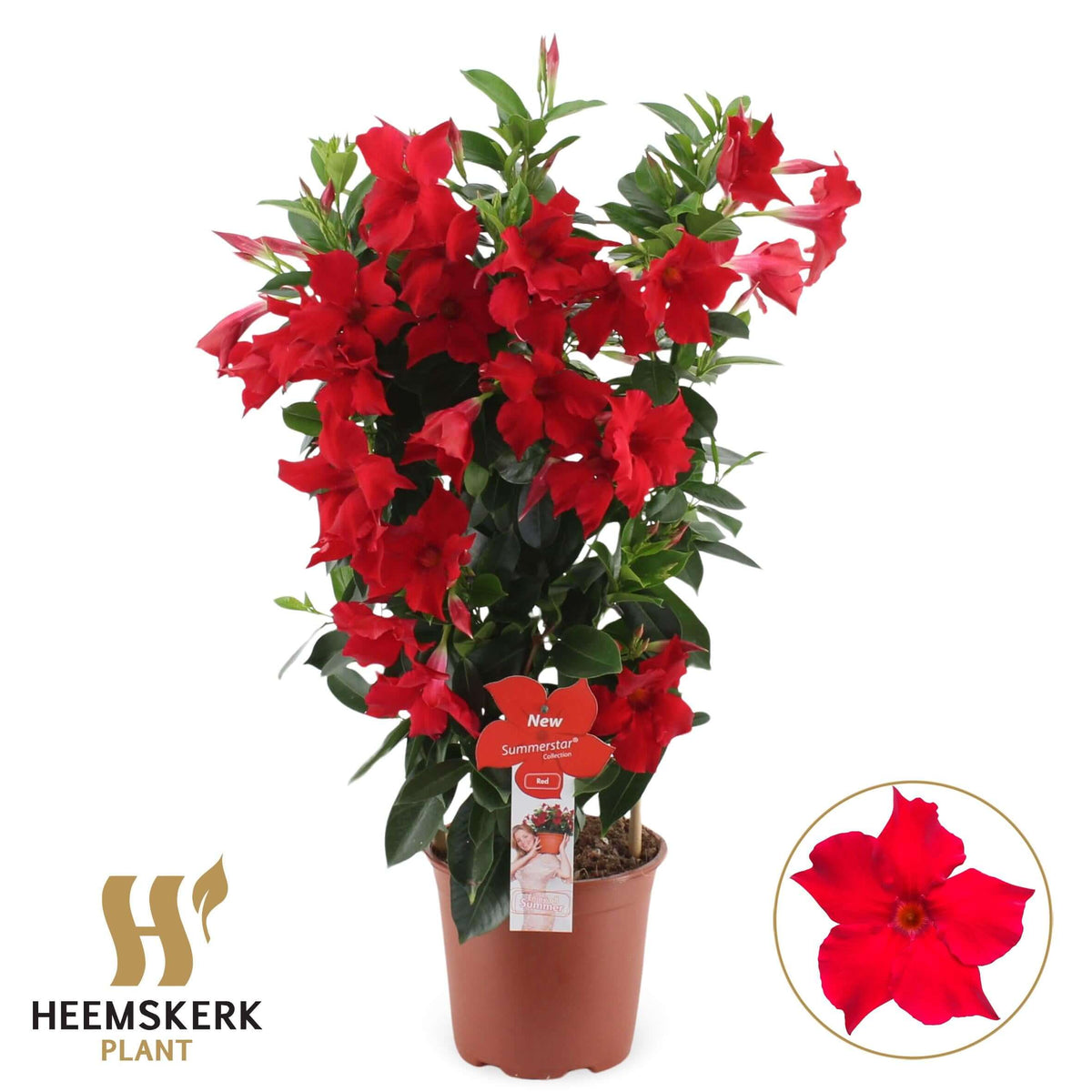 Mandevilla Summerstar Red Rek P19 - Ø19cm - ↕75cm