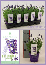 Lavandula Ang. 'Ardèche Blue' 13 Cm - Ø13cm - ↕25cm