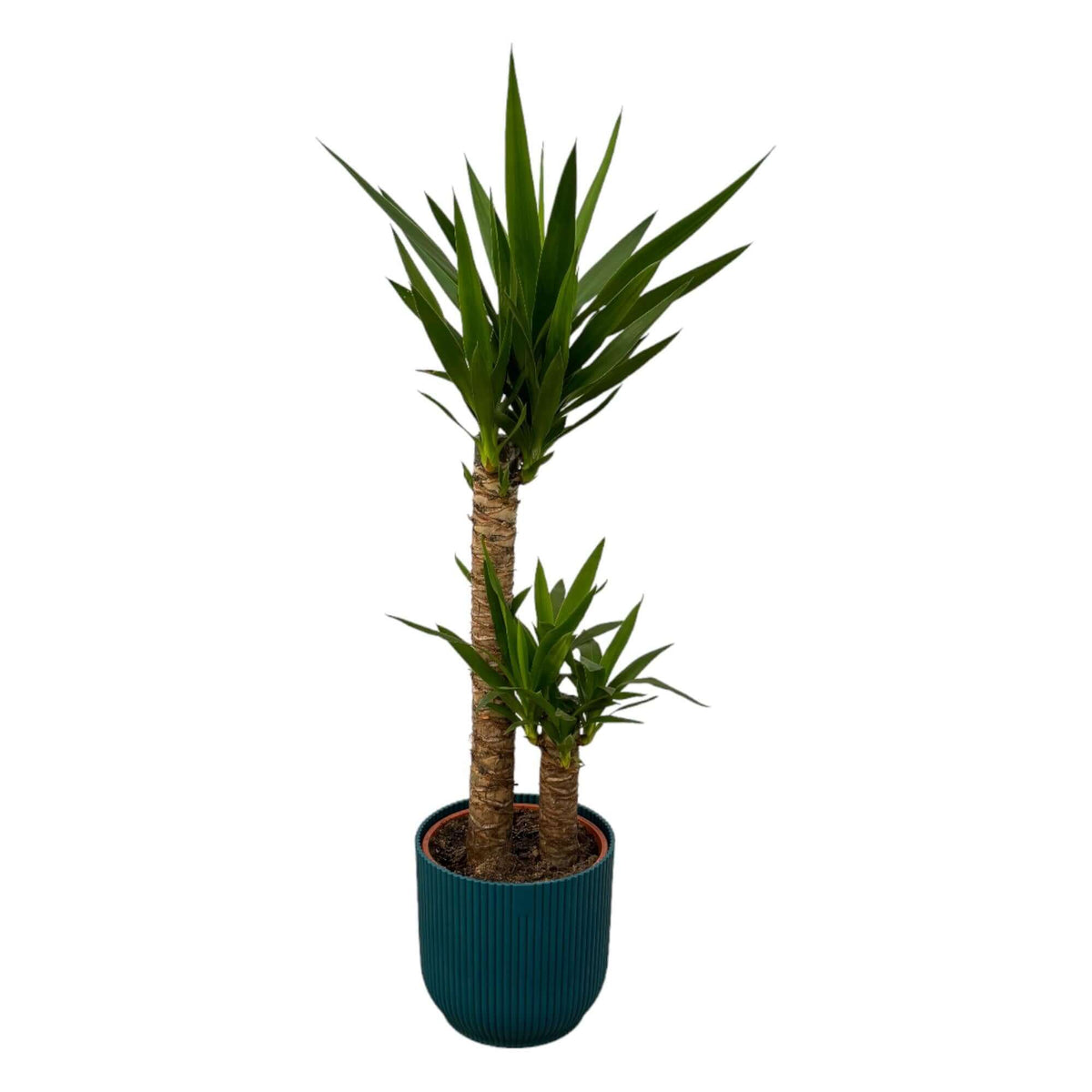 Yucca - ↨100cm - Ø21cm inclusief elho Vibes Fold Round blauw D22xH20