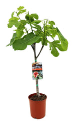 Ficus Carica - Ø17cm - ↕80cm