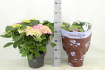 Hydrangea Hi River Pink (Hortensia) - Ø23cm - ↕45cm