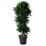 Dracaena Compacta vertakt - 140 cm - ø31