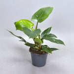 Philodendron White Princess (Decorum) - Ø14cm - ↕35cm