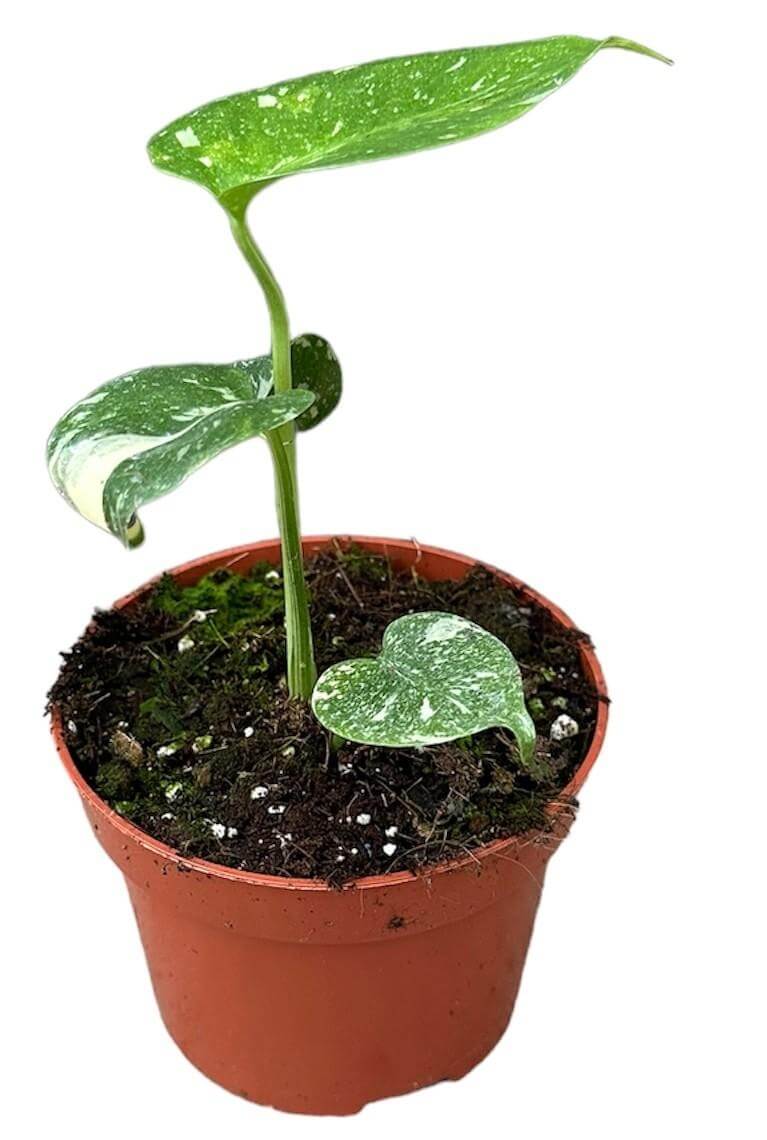 Monstera Deliciosa Thai Constellation - Ø10,5cm - ↕15cm