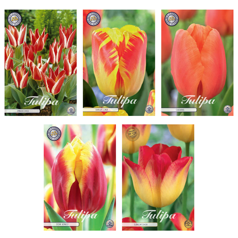 Tulipa - Bloembollen Mix (13) - 5 soorten - 44 bollen