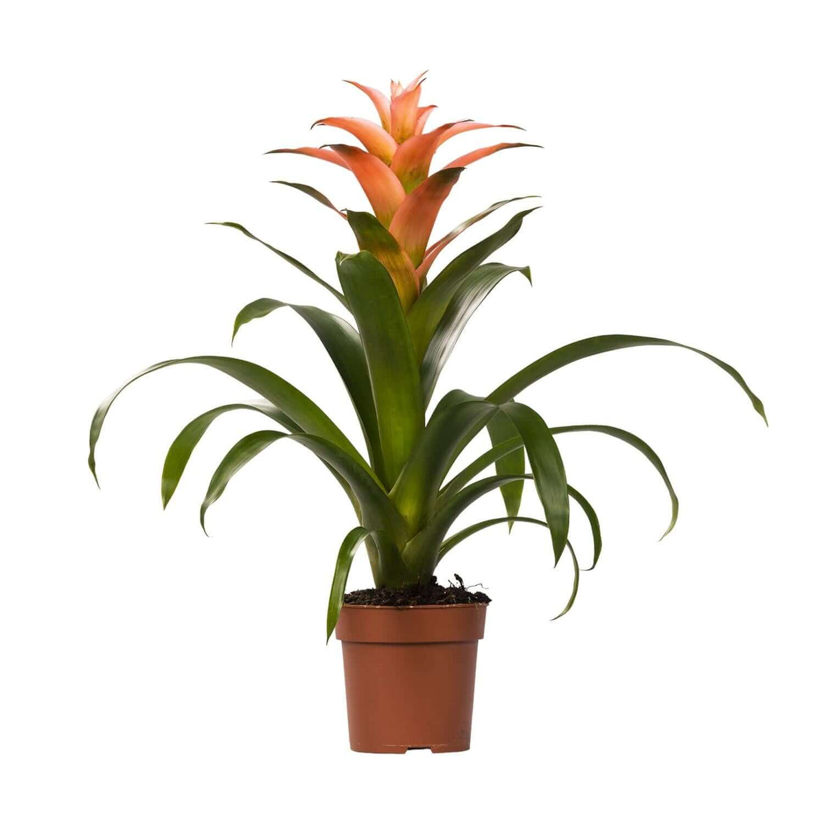 Guzmania Melissa - Ø12 ↕45