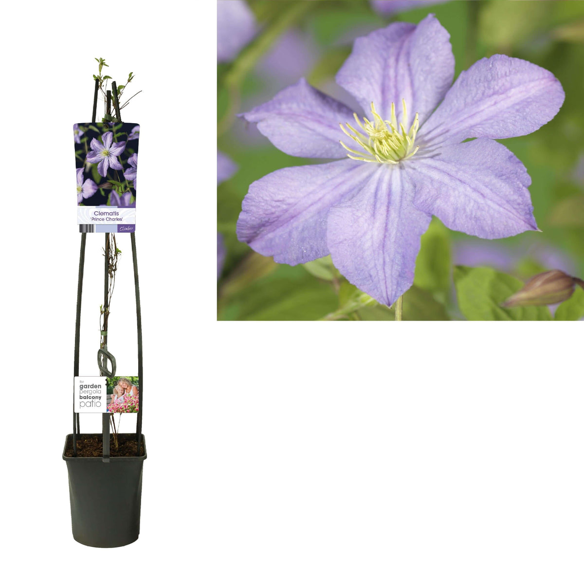 Clematis 'Prince Charles' +light Label - Ø23cm - ↕115cm