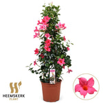 Mandevilla Summerstar Pink P19 Piramide - Ø19cm - ↕75cm