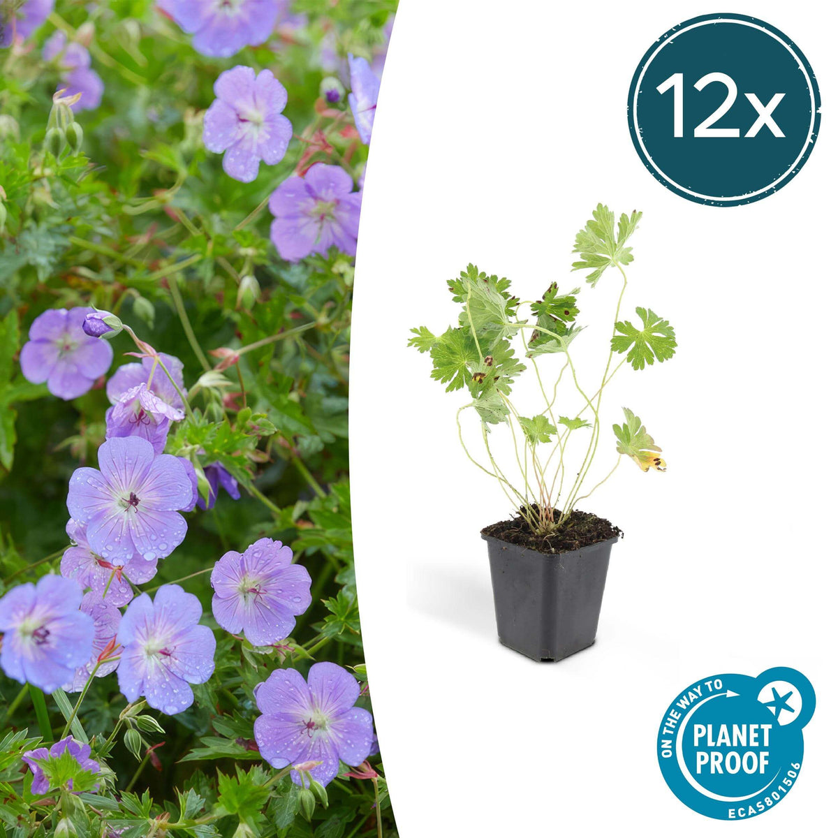 Geranium Rozanne - ↕25cm - Ø9cm - 12x