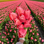 Flowerbulbs Amsterdam - Pink Impression - 15 bloembollen - Maat 12+