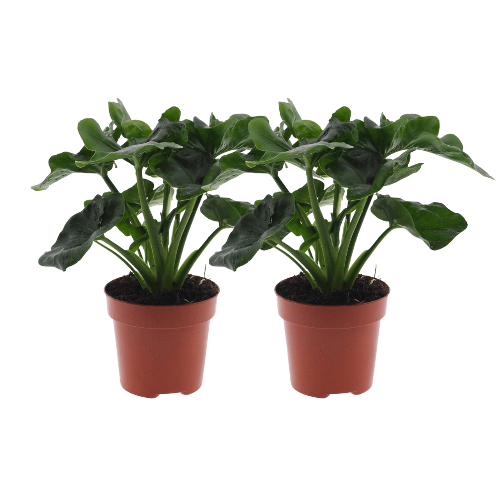 Philodendron Atom - 2 pieces - Ø12cm - ↕25cm