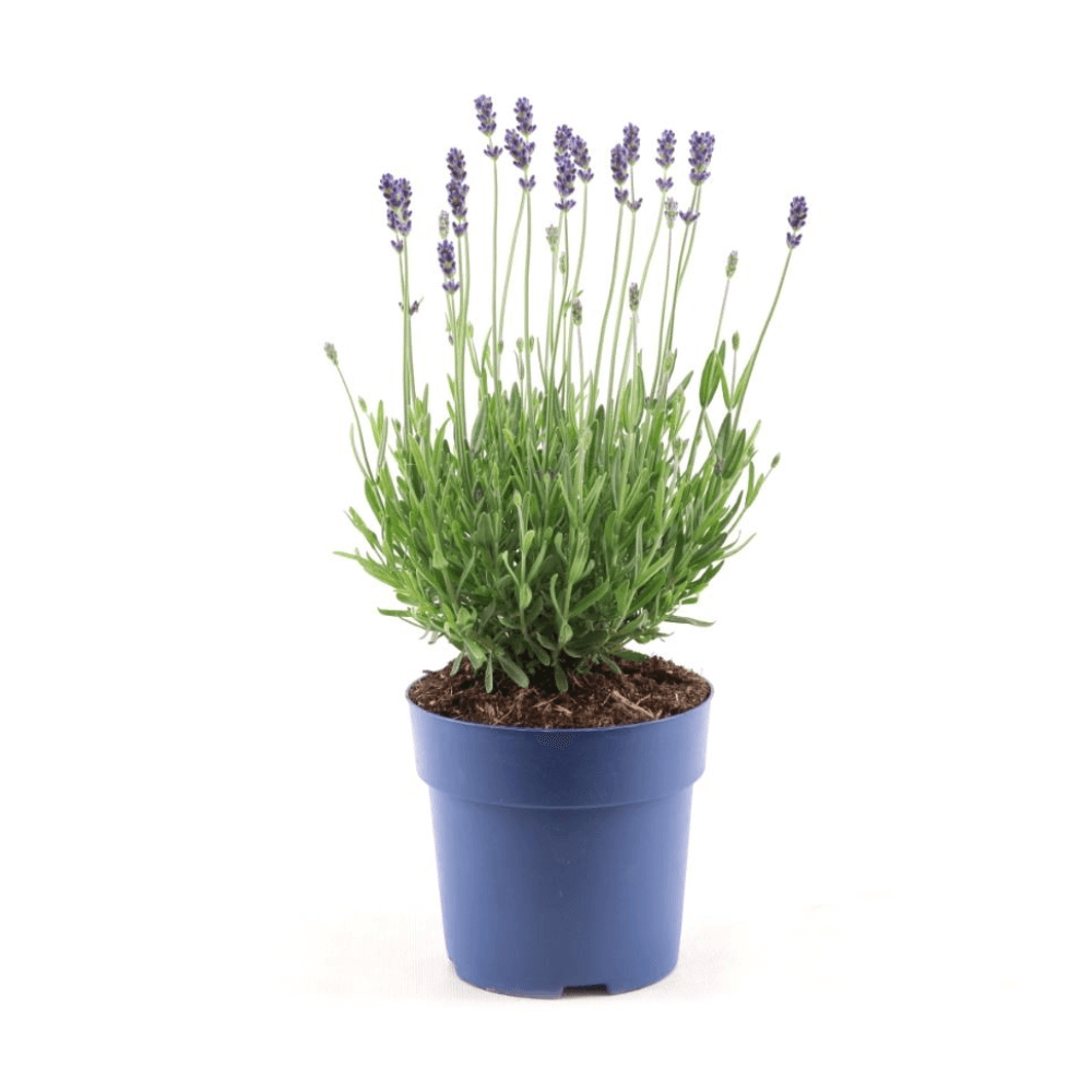 Lavandula Ang. 'Felice Light Blue'® P15 - 1 stuk - Ø15cm - ↕30cm