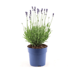 Lavandula Ang. 'Felice Light Blue'® P15 - 1 stuk - Ø15cm - ↕30cm