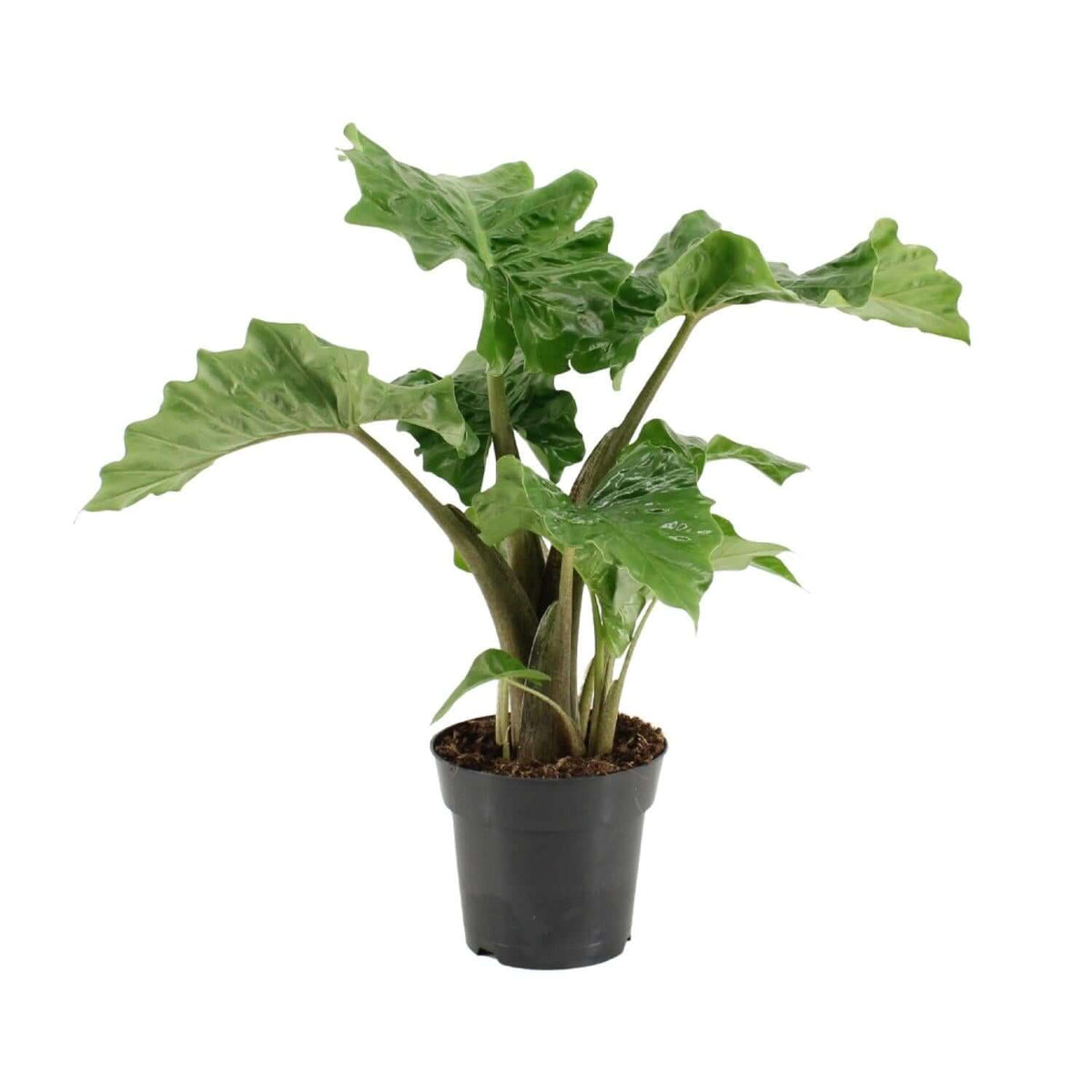 Alocasia Low Rider - Ø17cm - ↕50cm