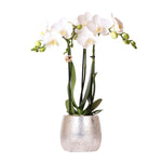 Kolibri Orchids | witte Phalaenopsis orchidee - Amabilis + Elite pot silver- potmaat Ø9cm - 35cm hoog | bloeiende kamerplant - vers van de kweker