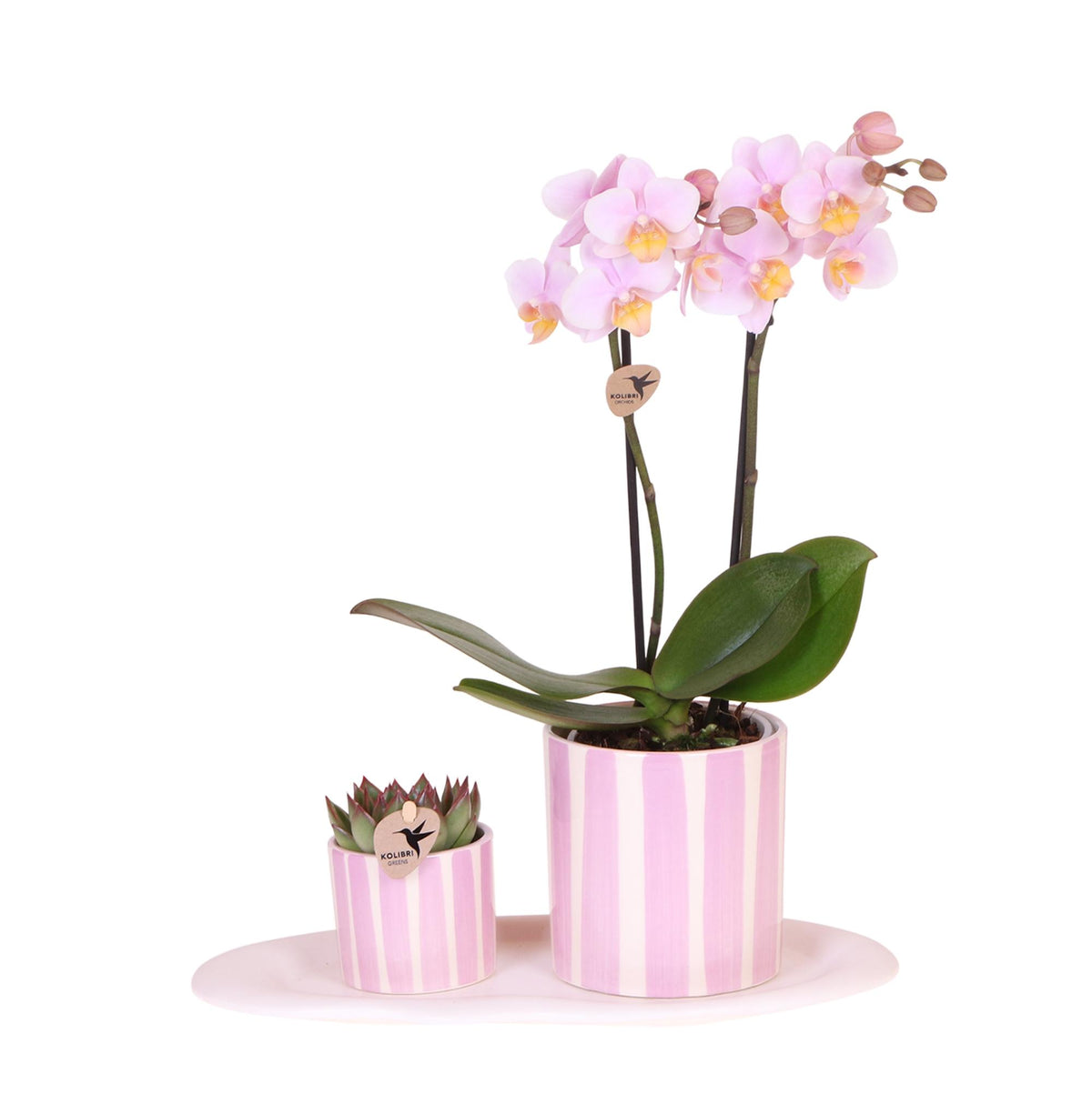 Kolibri Orchids | Gift set Mediterranean Sunset small | Groene plant met roze Phalaenopsis orchidee Andorrain Painted Stripe sierpotten op wit organisch dienblad