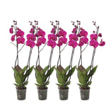 4er-Set – Phalaenopsis Joyride – Orchidee mit 3 Zweigen – 60 cm – Ø12 cm