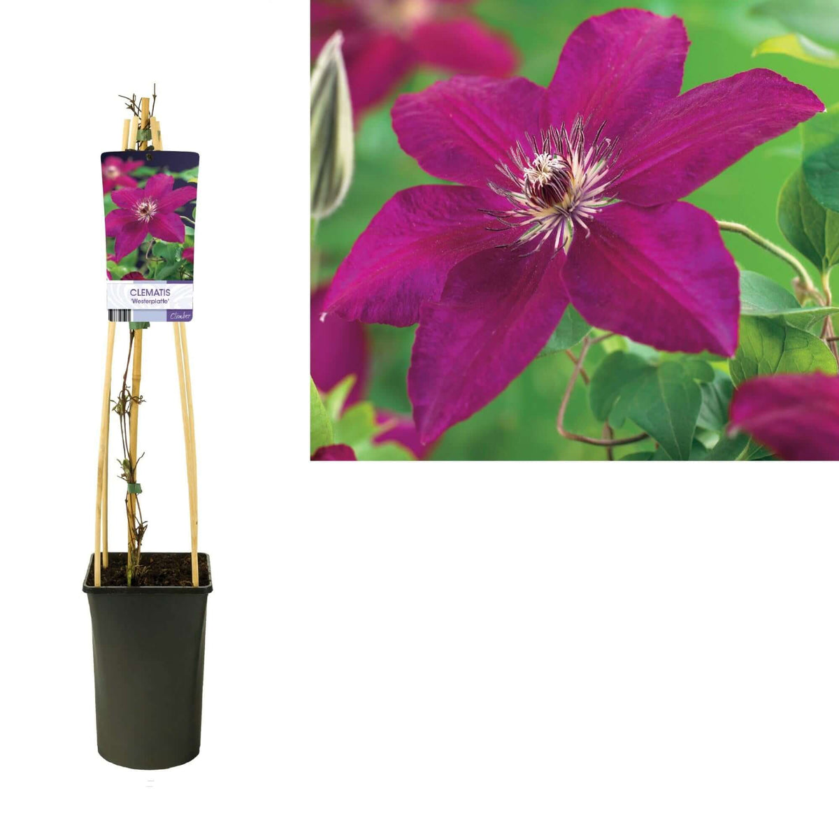 Clematis 'Westerplatte' +light Label - Ø17cm - ↕75cm