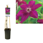 Clematis 'Westerplatte' +light Label - Ø17cm - ↕75cm