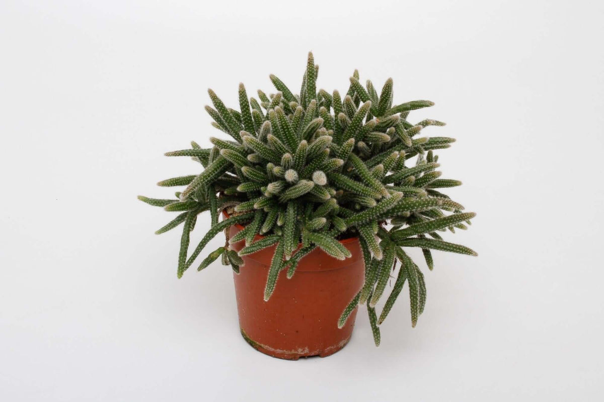 Rhipsalis Baccifera Horrida - Ø12cm - ↕15cm