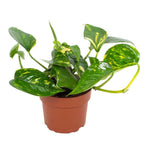 Epipremnum Hawaiian 12cm - Ø12cm - ↕15cm