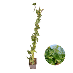 Hedera Hibernica - Klimop - Gestokt - ↨80 - 100 cm