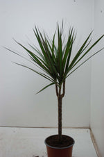 Dracaena Marginata - Ø17cm - ↕60cm