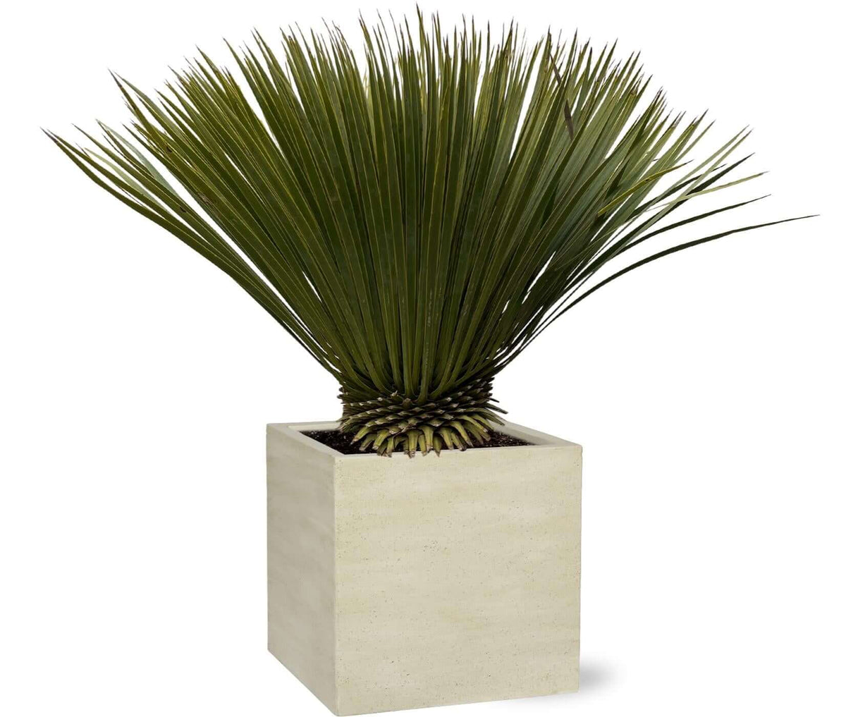 Yucca Rostrata - 80cm- Ø27