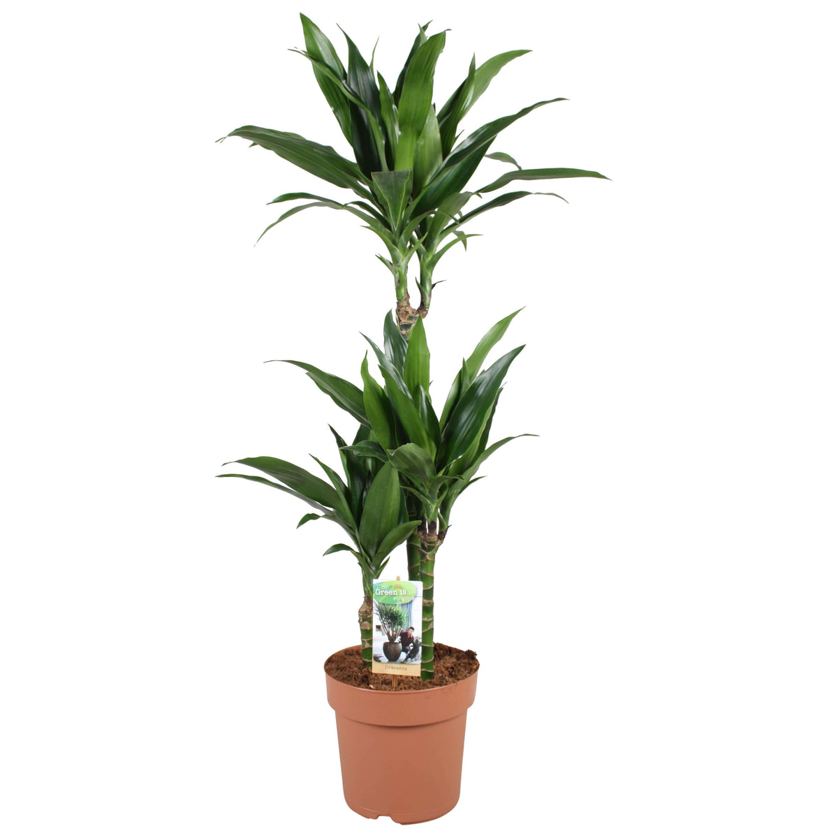 Dracaena Janet Craig 60-30-15 - Ø21cm - ↕100cm