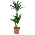 Dracaena Janet Craig 60-30-15 - Ø21cm - ↕100cm