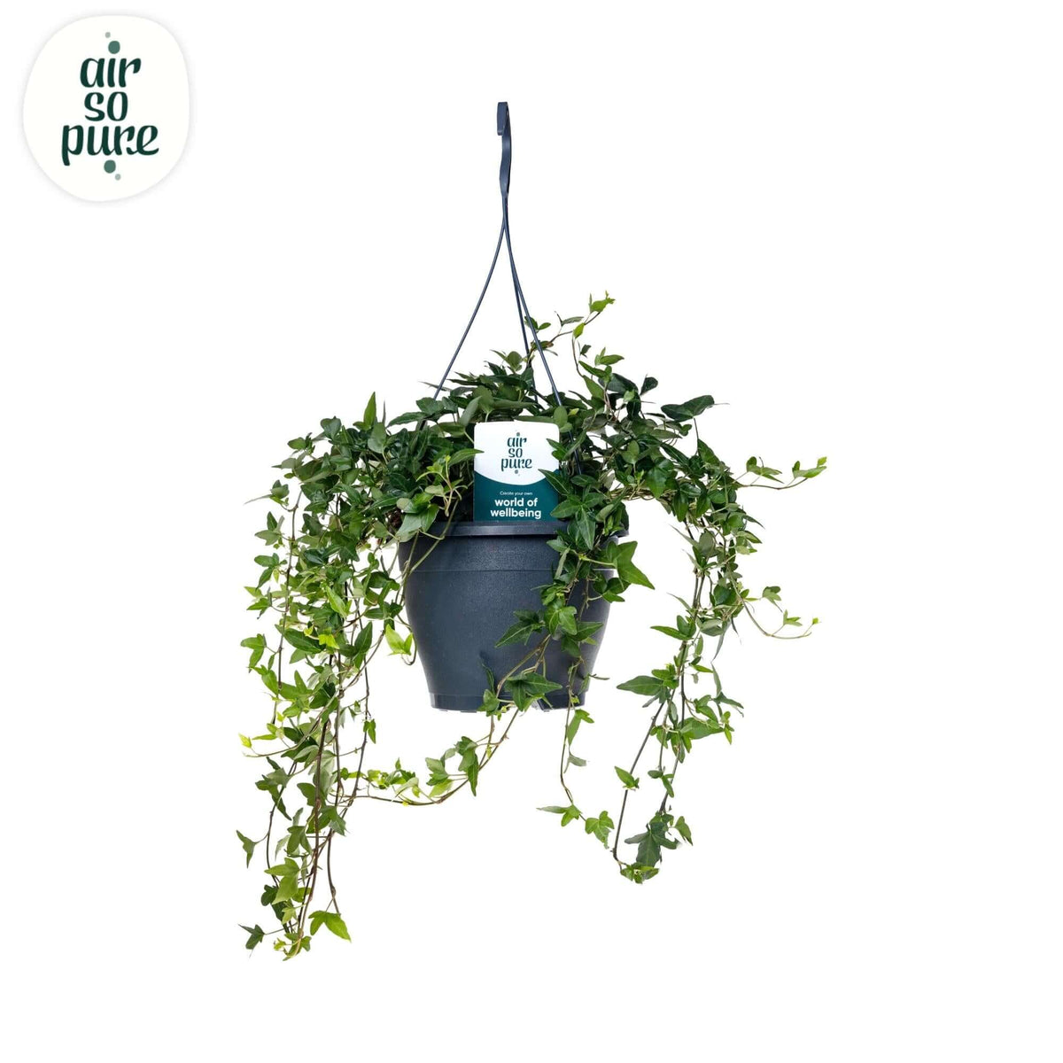 Hedera Helix Green Air So Pure - Ø19cm - ↕cm