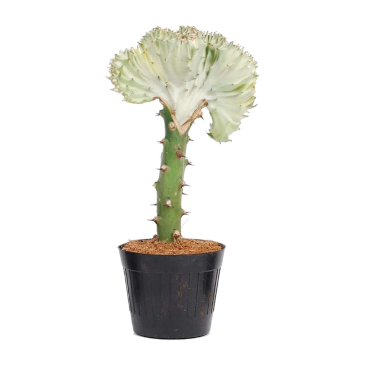 Euphorbia lactea Cristata wit - 30 cm - ø10,5