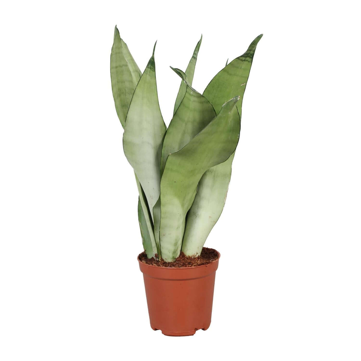 Sansevieria Trifasciata Moonshine - Ø12cm - ↕30cm