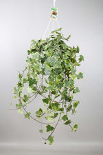 Hedera Helix Gold Child - Hang/XXL - Ø24cm - ↕cm