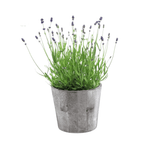 Lavandula Ang. 'Felice'® Collection P15 In Wood- 1 stuk - Ø15cm - ↕35cm