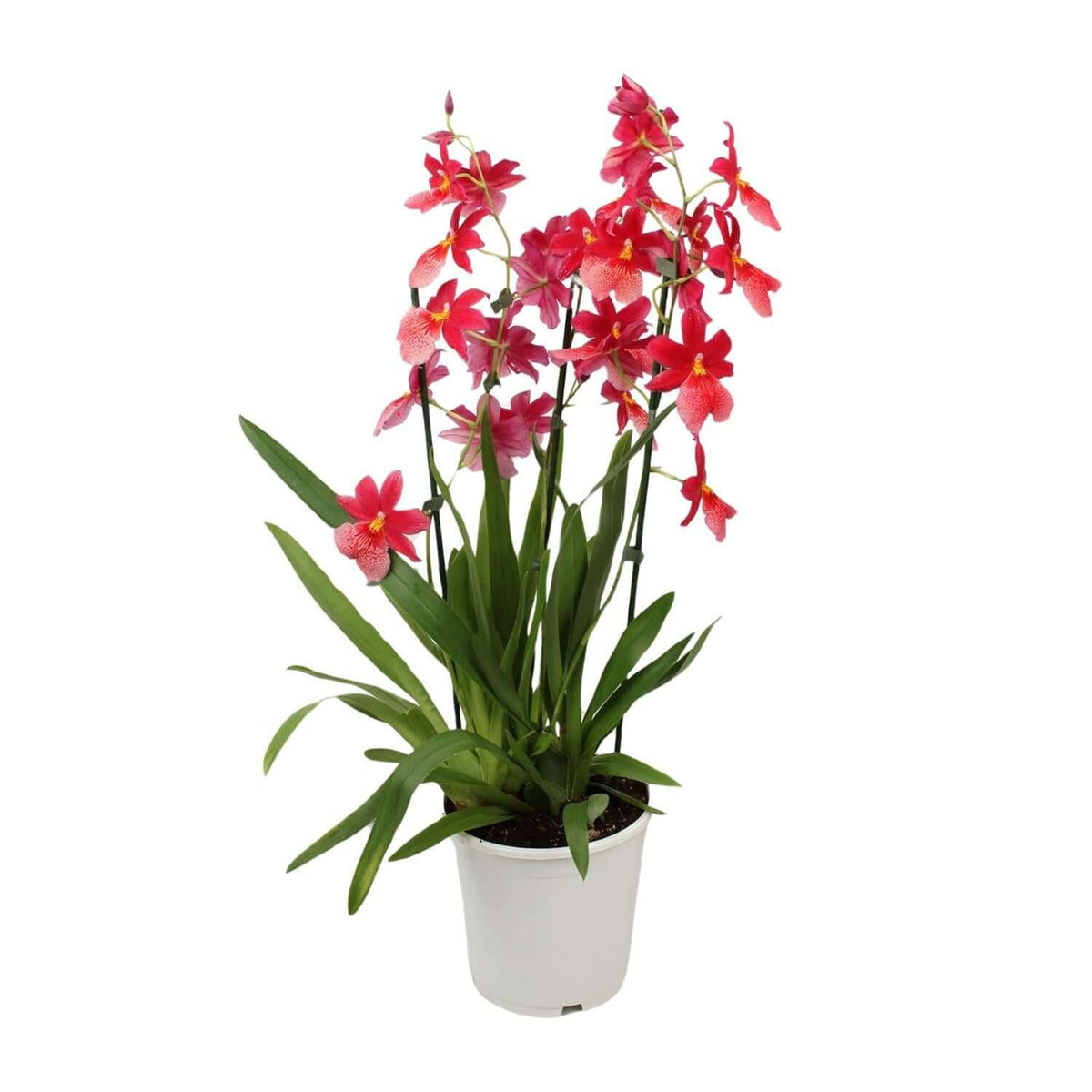 Orchidee: Cambria Nelly Isler - Ø19cm - ↕70cm