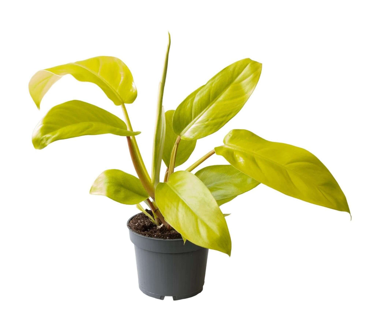 Philodendron Lemon Lime - Ø12cm - ↕25cm